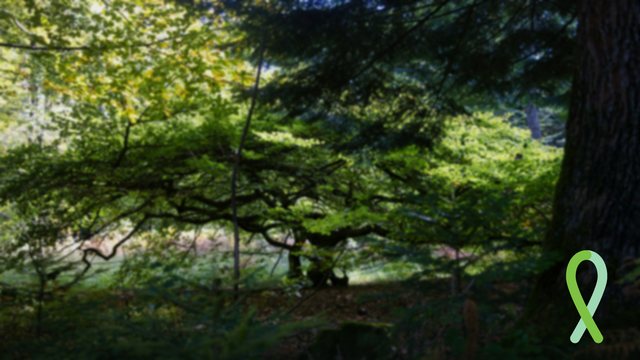 Forest photo background with a green ribbon and no text